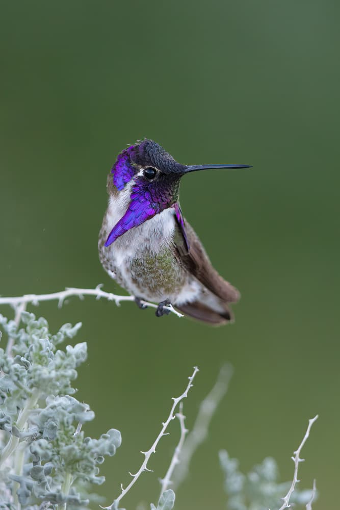 Iridescent Purple Hummingbird by Bill Lu — canvas wall art