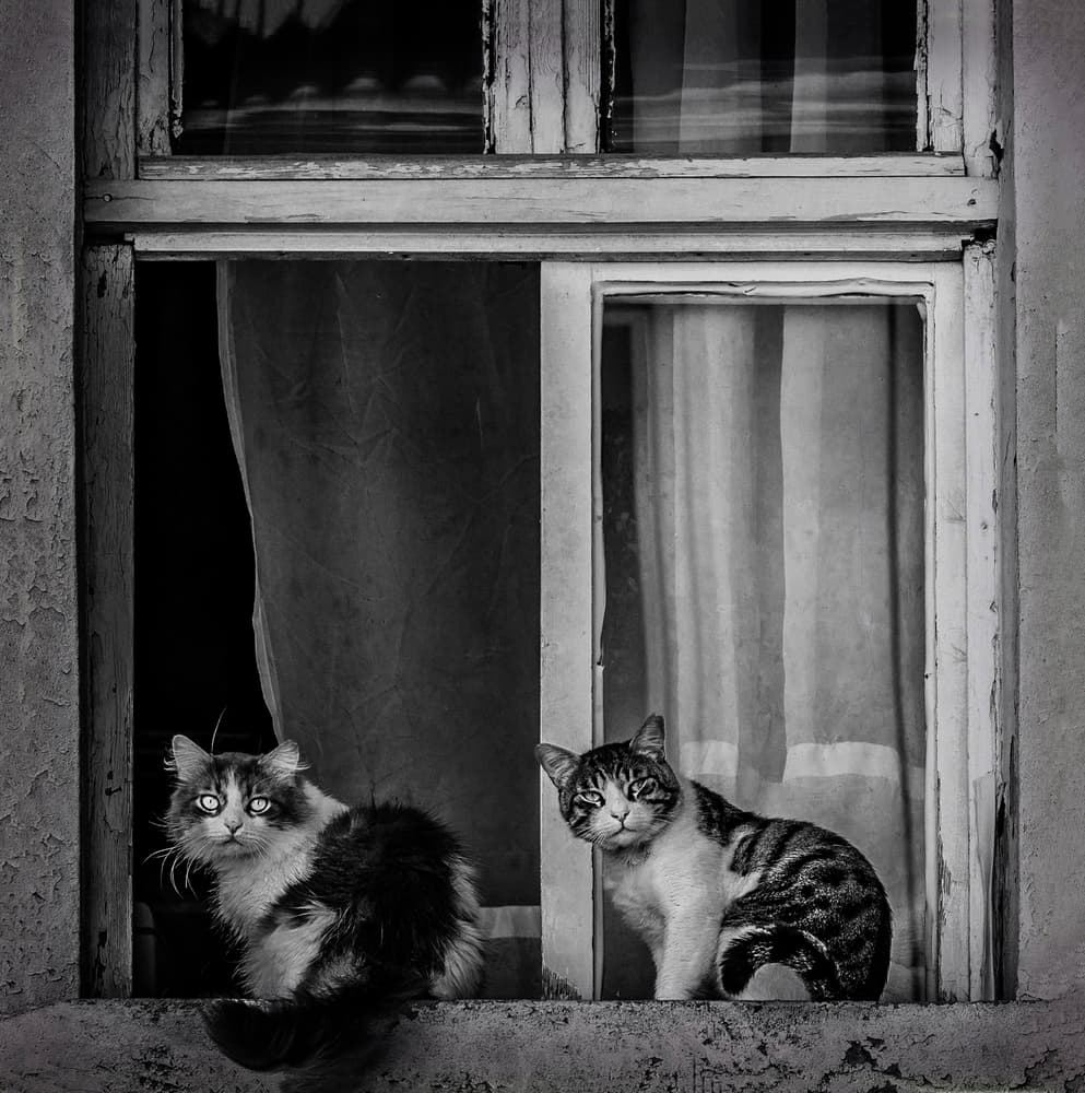Curious Window Cats by Ömer Ates Kızıltug — canvas wall art