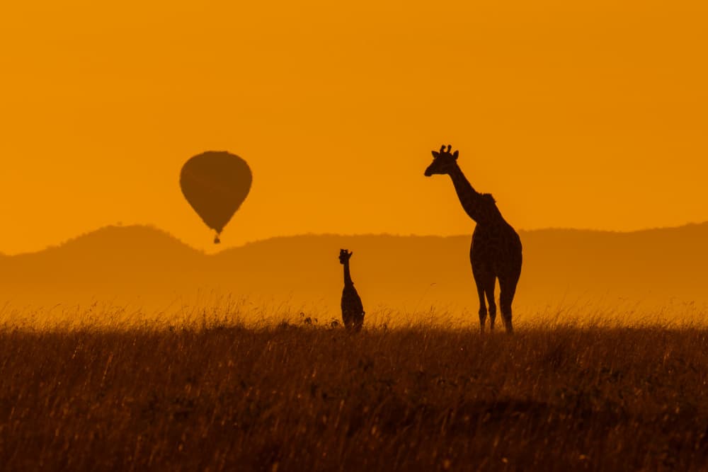 African Sunset Giraffe Balloon by Dirk Koster — canvas wall art