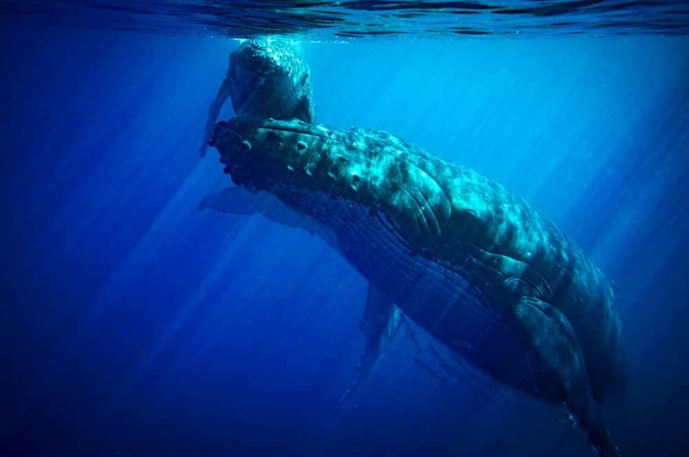 Humpback Mother And Calf by YUTAKA KURAHASHI — canvas wall art