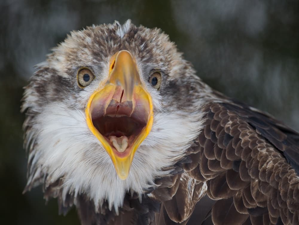 Shouting Eagle Portrait by Alfred Forns — canvas wall art
