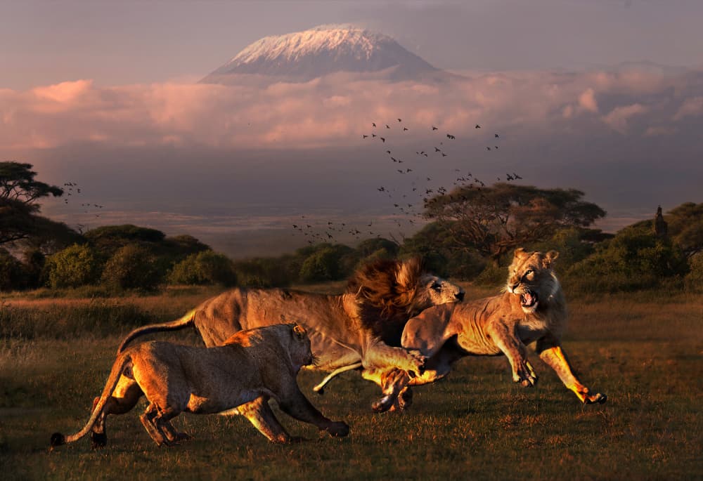 Lions of Kilimanjaro by Jie Fischer — canvas wall art