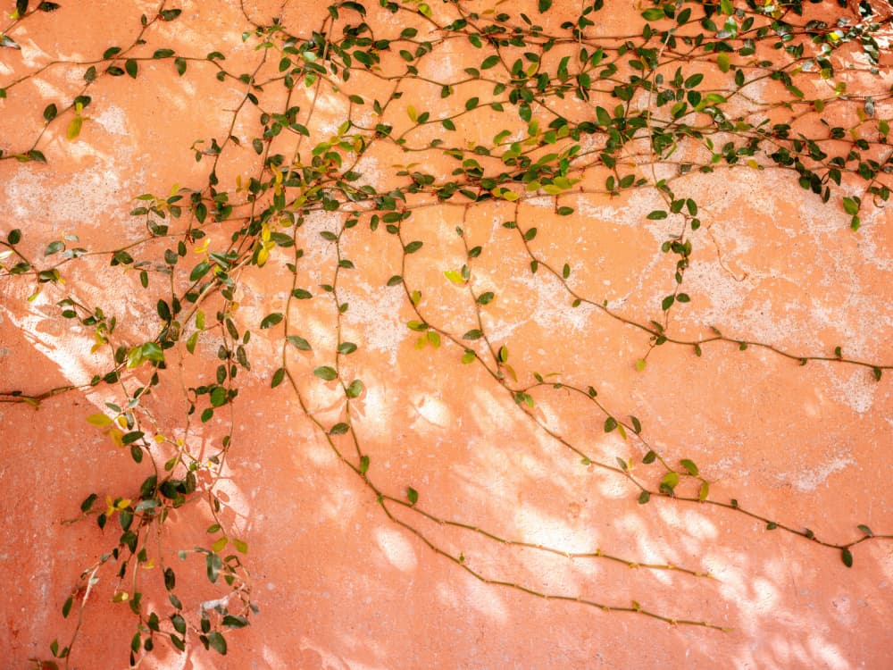 Botanical San Miguel de Allende | Mexico travel photography by Raisa Zwart — canvas wall art