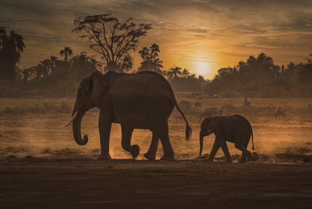 African Sunset Elephants
