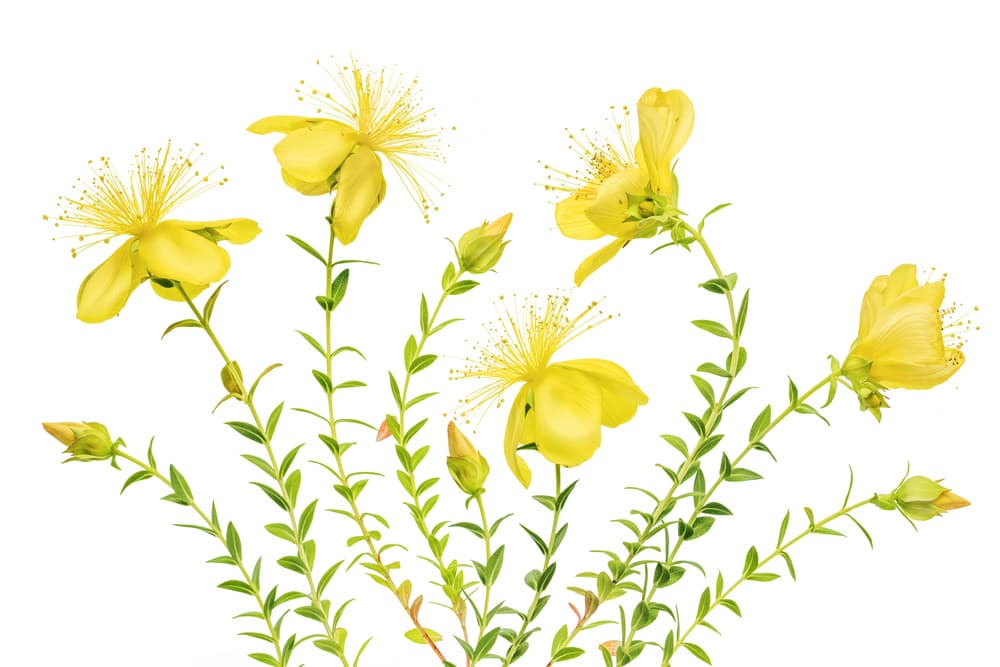 Hypericum by Mandy Disher — canvas wall art