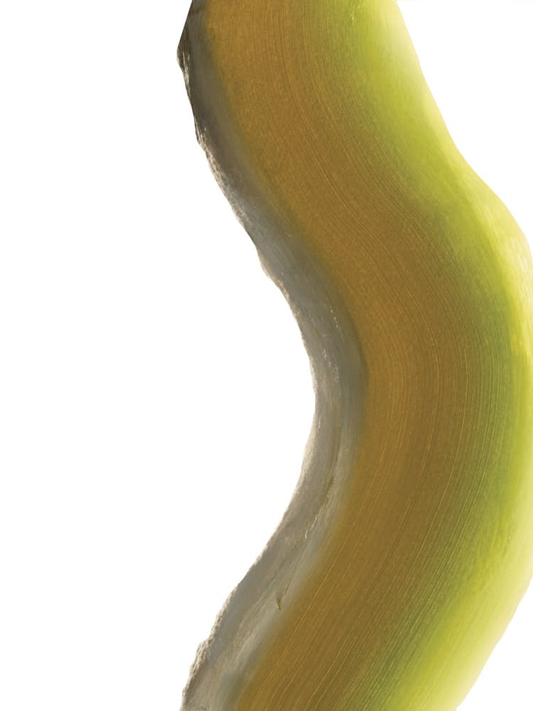 Green Organic Curve by Breanna Megan Studio — canvas wall art