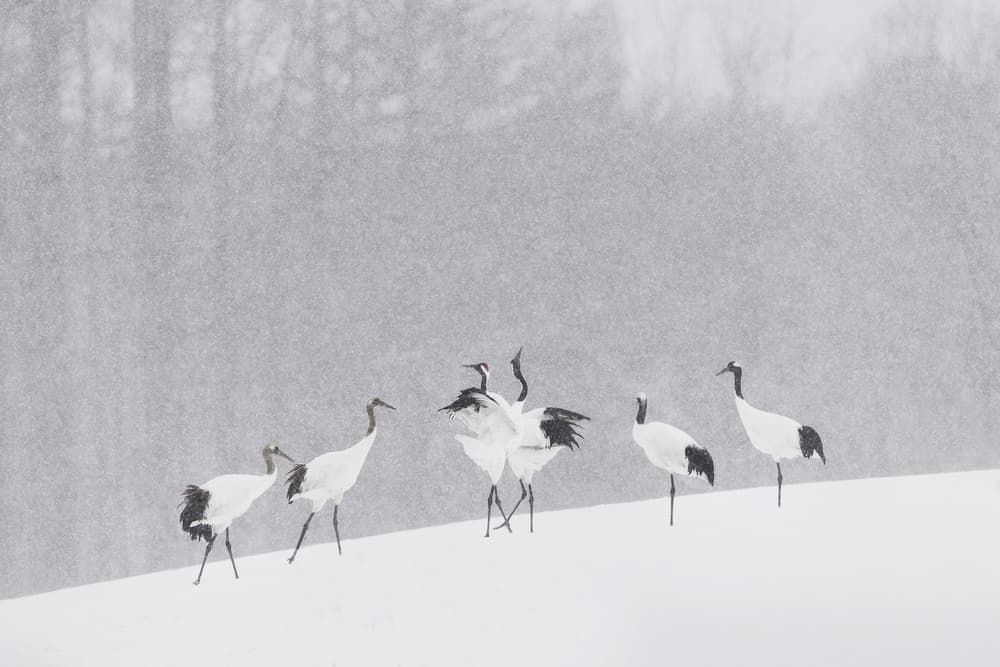 Red-crowned Cranes Snowfall by Roberto Marchegiani — canvas wall art