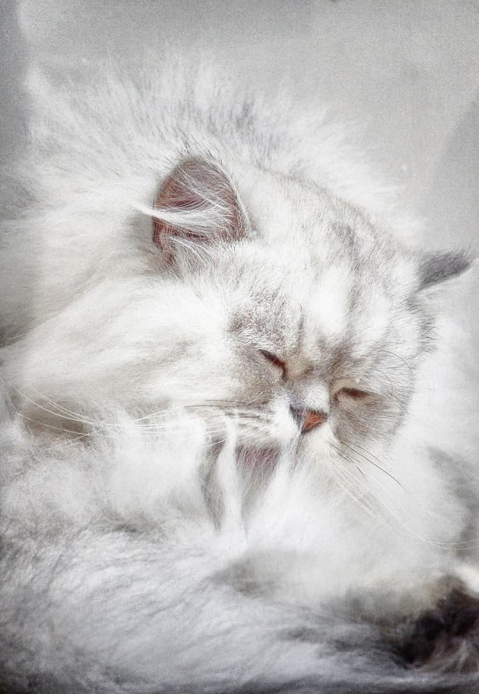 Fluffy Silver Cat by Ray Clark — canvas wall art