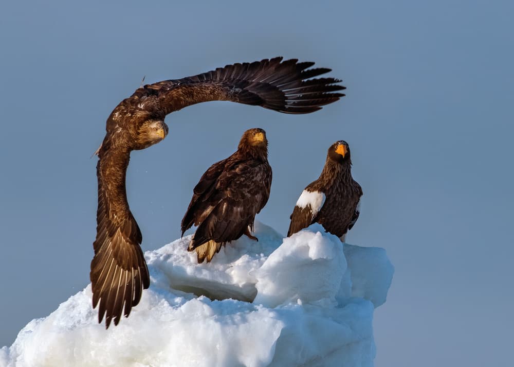 Steller's Sea Eagles in Flight by Jie Fischer — canvas wall art