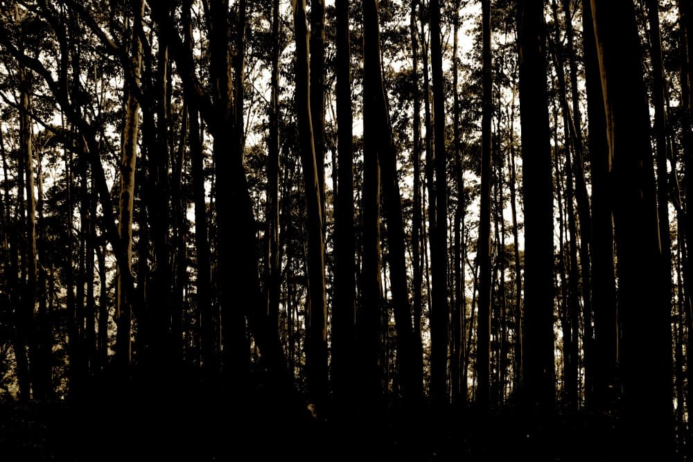 Dark Forest Silhouettes by Santhosh ch — canvas wall art