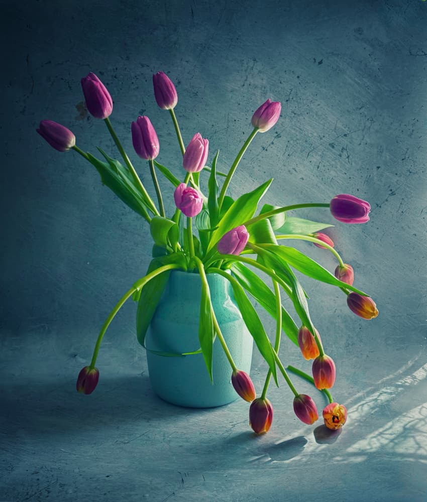 Vibrant Drooping Tulips by Judy Tseng — canvas wall art