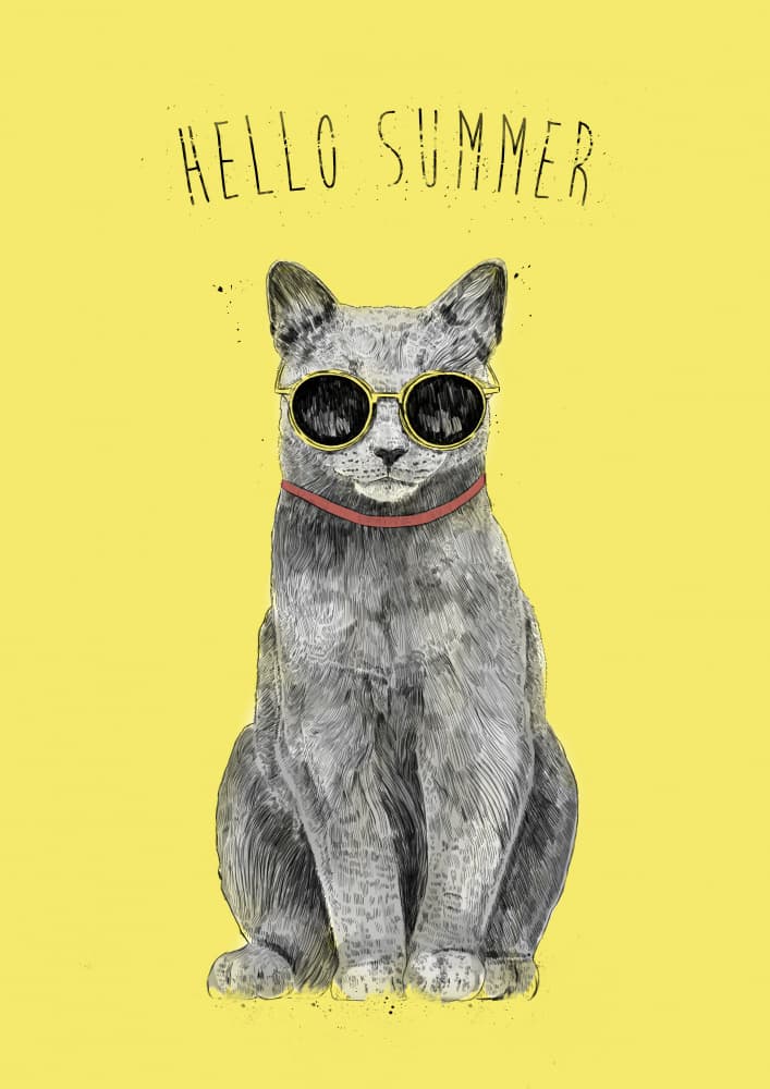 Cool Summer Cat by Balazs Solti — canvas wall art