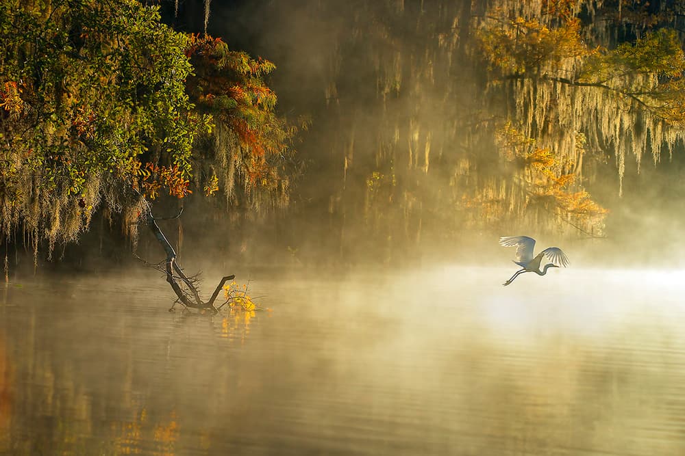 Misty Heron Morning by Hua Zhu — canvas wall art