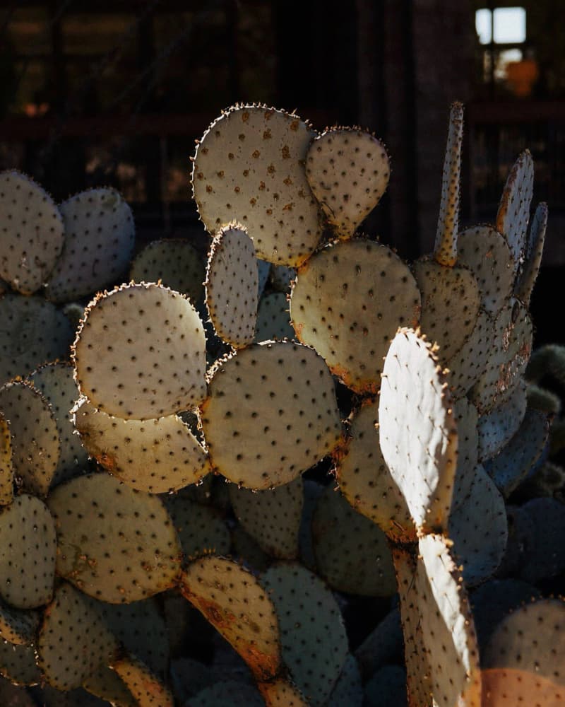 Golden Cactus Glow by Del Mundo Imagery — canvas wall art
