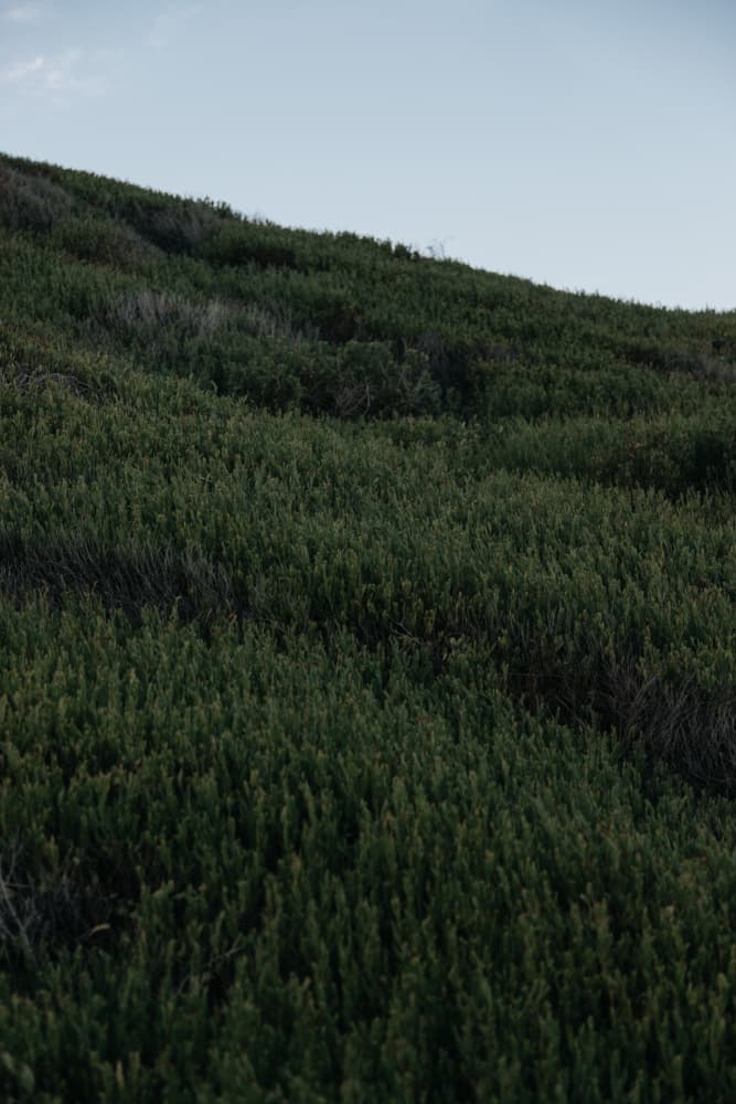 Green Hillside Serenity by Megan Shone — canvas wall art