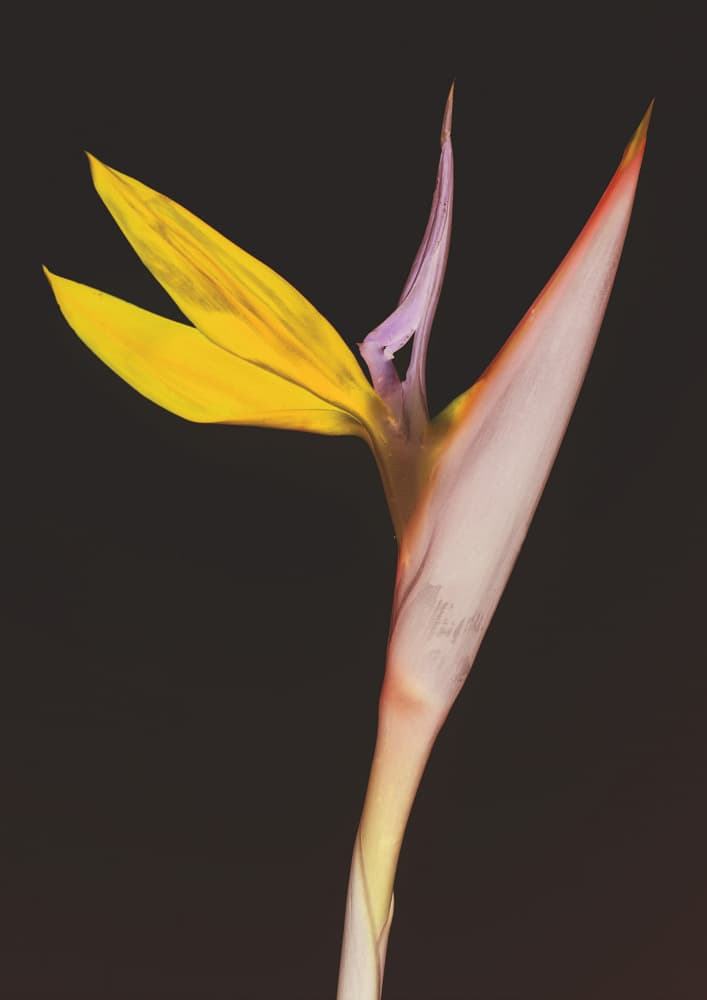 Exotic Blossom Glow by Shot by Clint — canvas wall art
