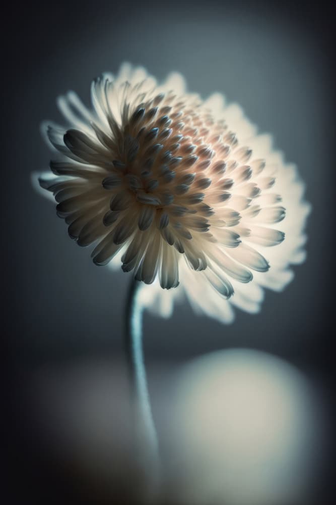 Luminous Blossom by Treechild — canvas wall art