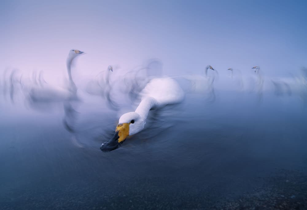 Misty Swans Swimming by Larry Deng APA — canvas wall art