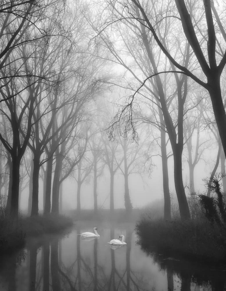 Misty Canal Swans by Yvette Depaepe — canvas wall art