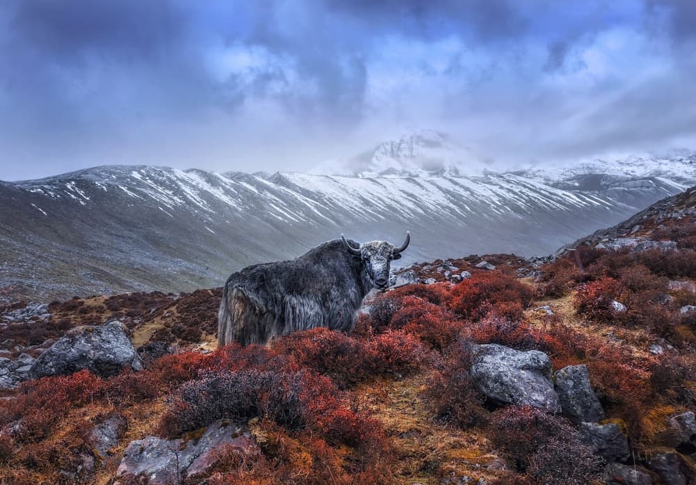 Majestic Mountain Yak by Dianne Mao — canvas wall art