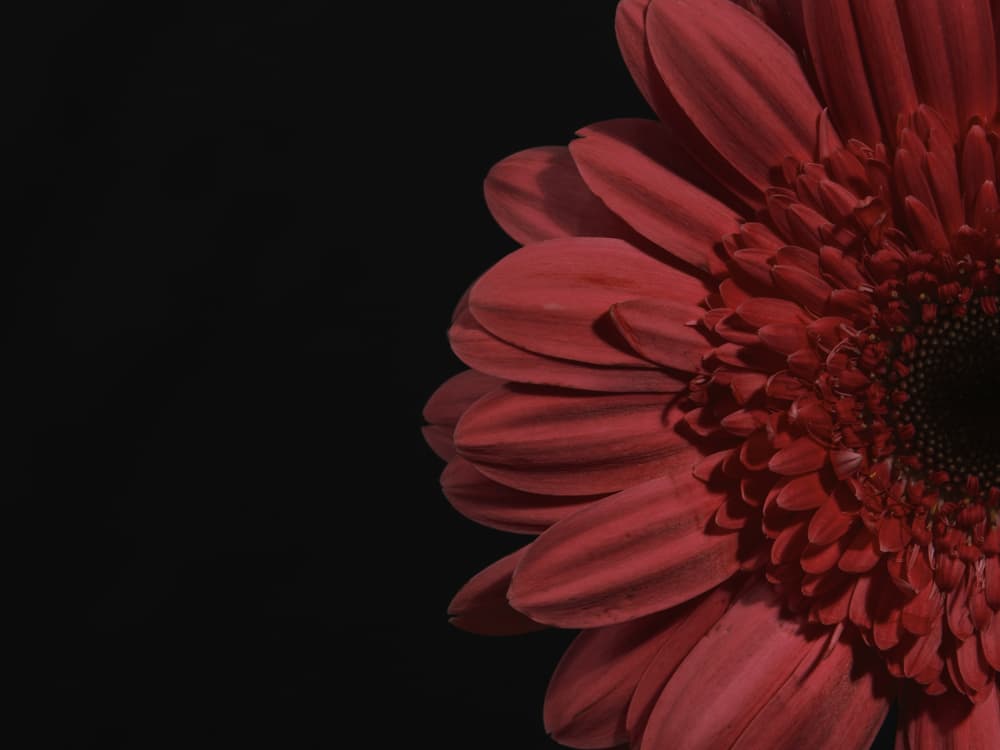 Deep Red Gerbera by engin akyurt — canvas wall art