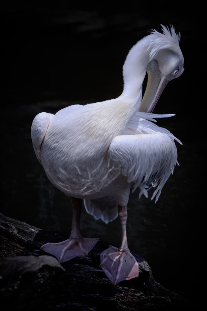Elegant Pelican Preens by Takayuki Nakatsuka — canvas wall art