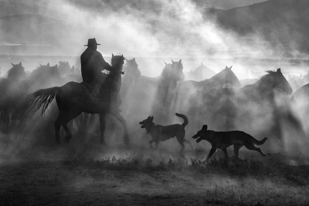 Cowboy Herding Wild Horses by Zühdü Bilgin — canvas wall art