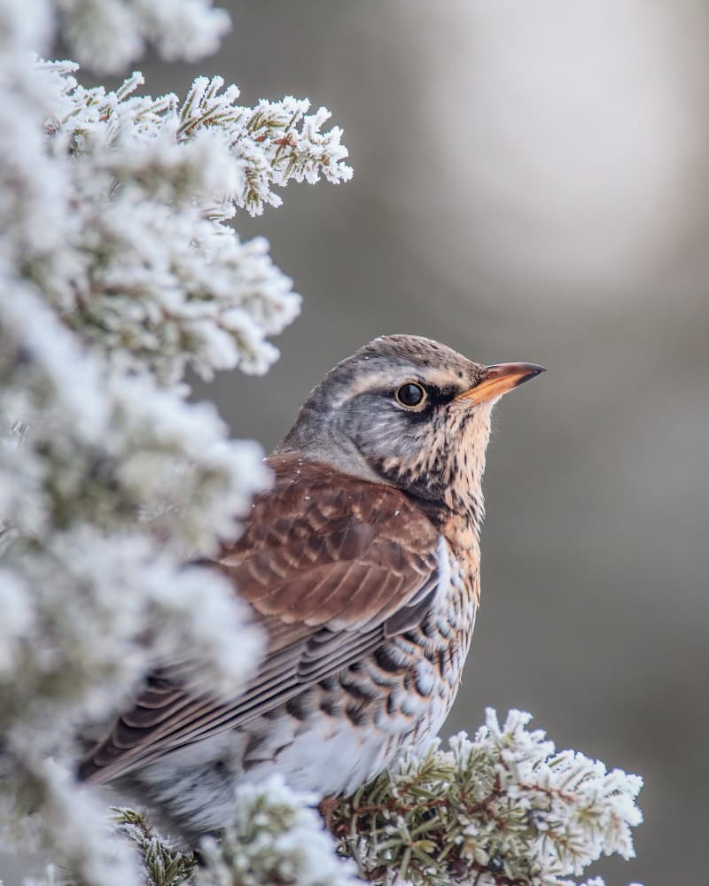 Frosted Winter Bird by Magnus Renmyr — canvas wall art