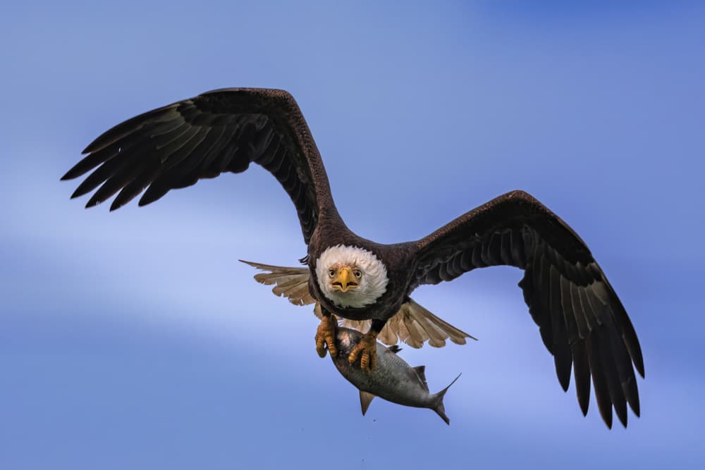 Bald Eagle With Fish Catch by Deming W — canvas wall art