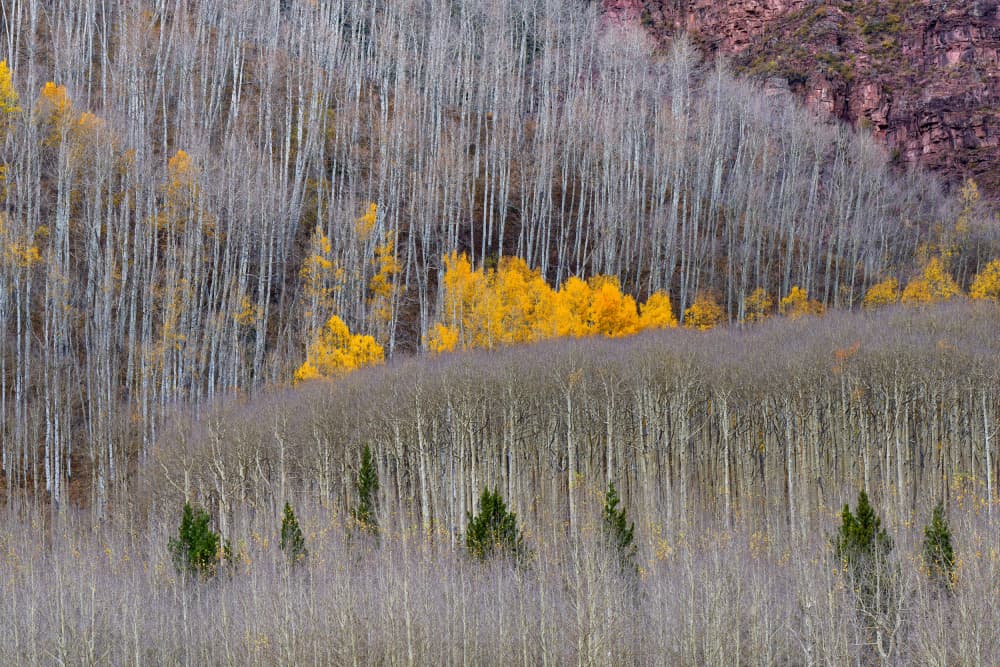 Golden Aspen Hillside by HuongHoang — canvas wall art