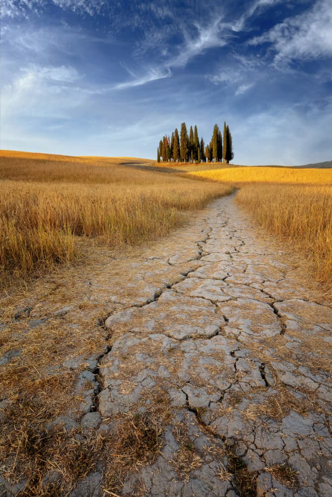 Tuscan Cypress Path by Richie Hatch — canvas wall art
