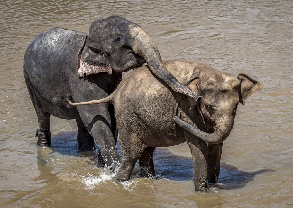 Playful River Elephants by Anita Singh — canvas wall art
