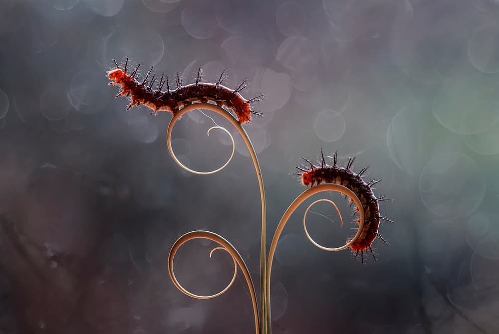 Caterpillars On Spirals by Abdul Gapur Dayak — canvas wall art
