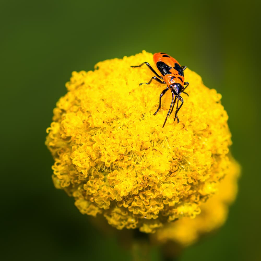 Orange Bug on Yellow Flower by Xiao Cai — canvas wall art