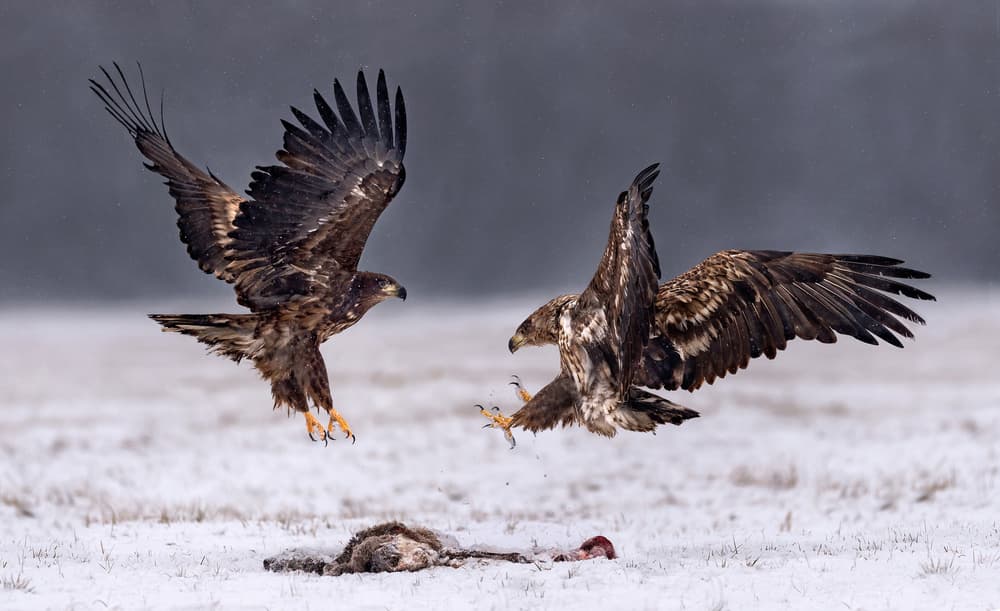 Eagles Battle Over Prey by Xavier Ortega — canvas wall art