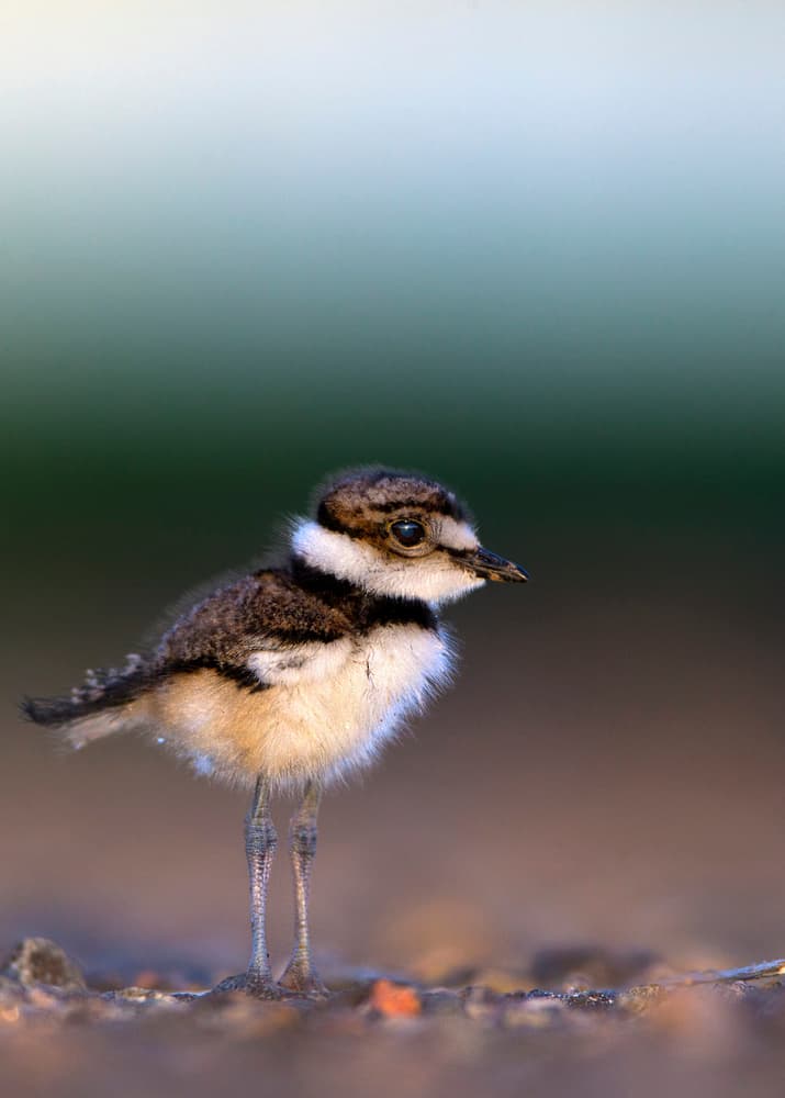 Baby Killdeer Chick by verdon — canvas wall art