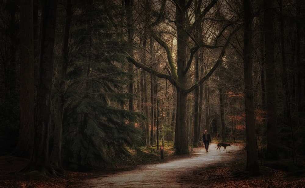 Moody Autumn Woods by Saskia Dingemans — canvas wall art