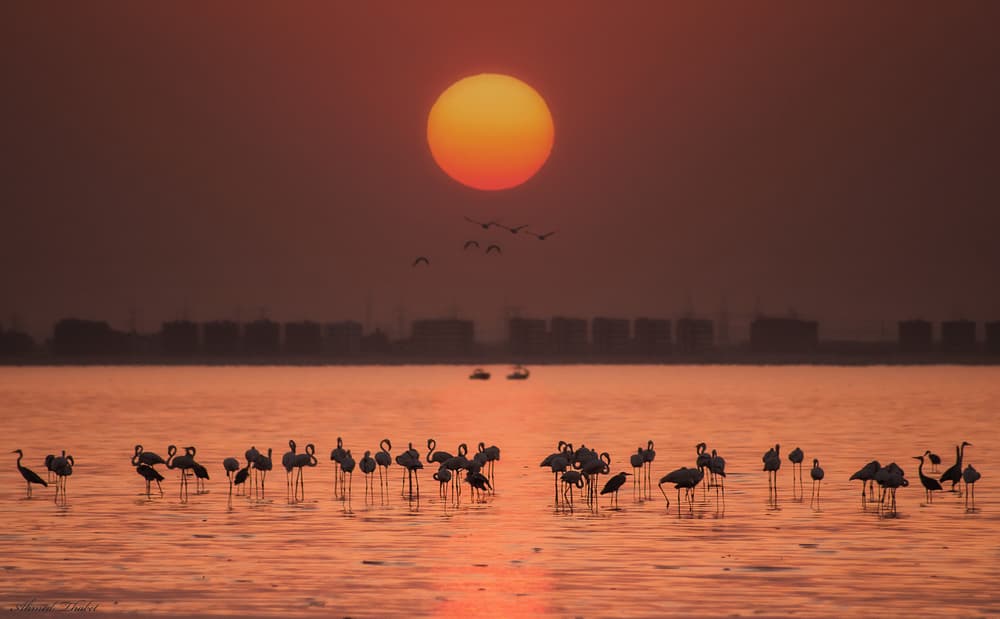 Flamingos Golden Sunset by Ahmed Thabet — canvas wall art