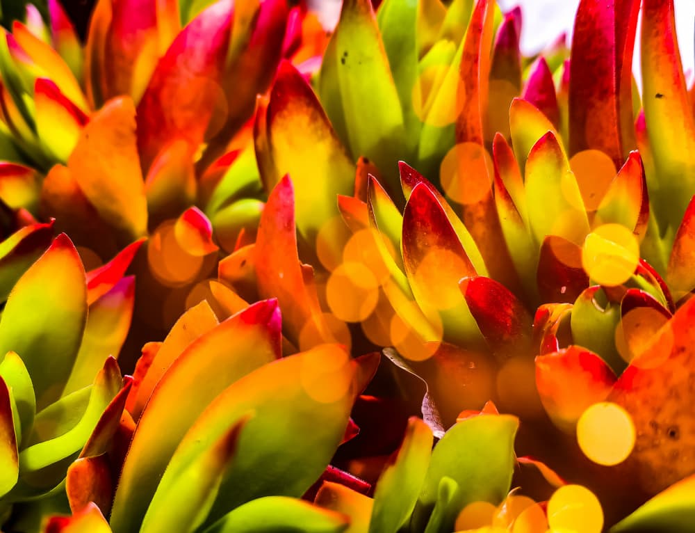 Vibrant Succulent Colors by Elle Belle Art — canvas wall art