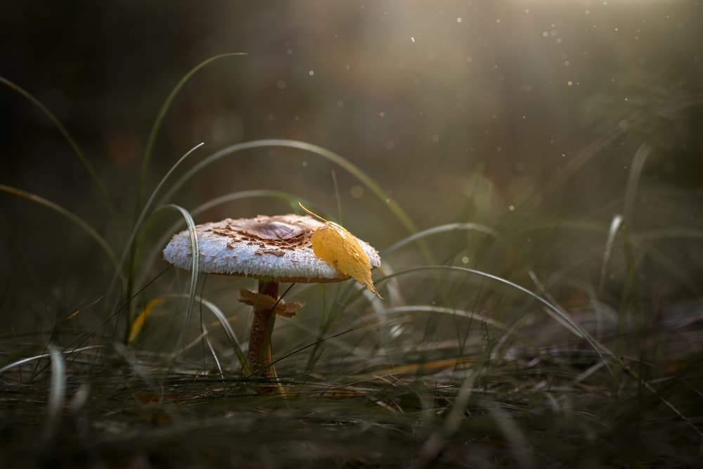 Enchanted Forest Mushroom by Andrii Kazun — canvas wall art