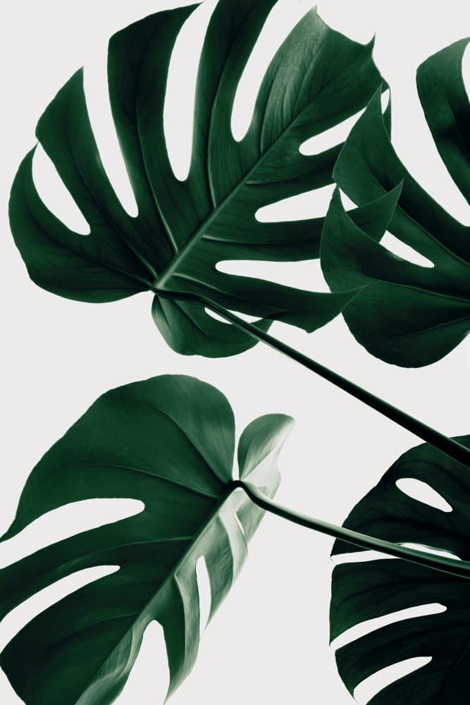 Tropical Green Monstera by Pictufy Studio III — canvas wall art