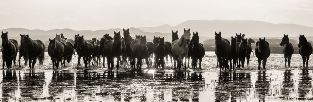 Wild Horses In Water by Merthan Kortan — canvas wall art