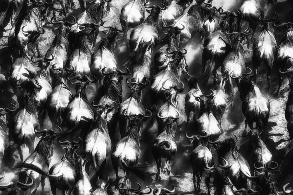 Massive Wildebeest Migration by Mohammed Alnaser — canvas wall art