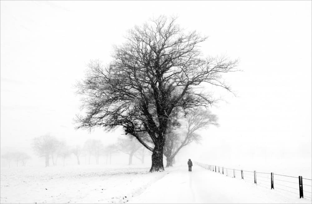 Winter Solitude by Peter Paterson — canvas wall art
