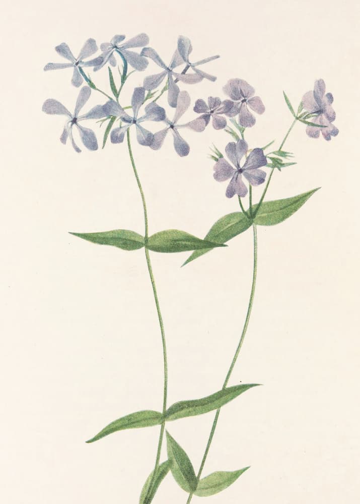 Blue Phlox From North American Wildflowers (1925) By Mary Vaux Walcott. by Mary Vaux Walcott — canvas wall art