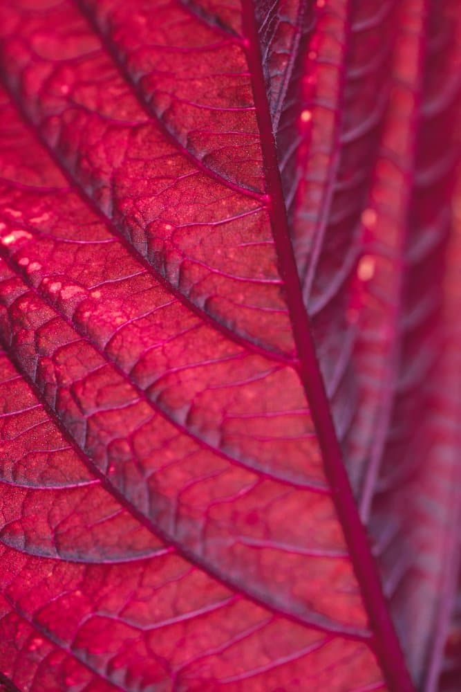 Rich Red Leaf Detail by Pictufy Studio III — canvas wall art