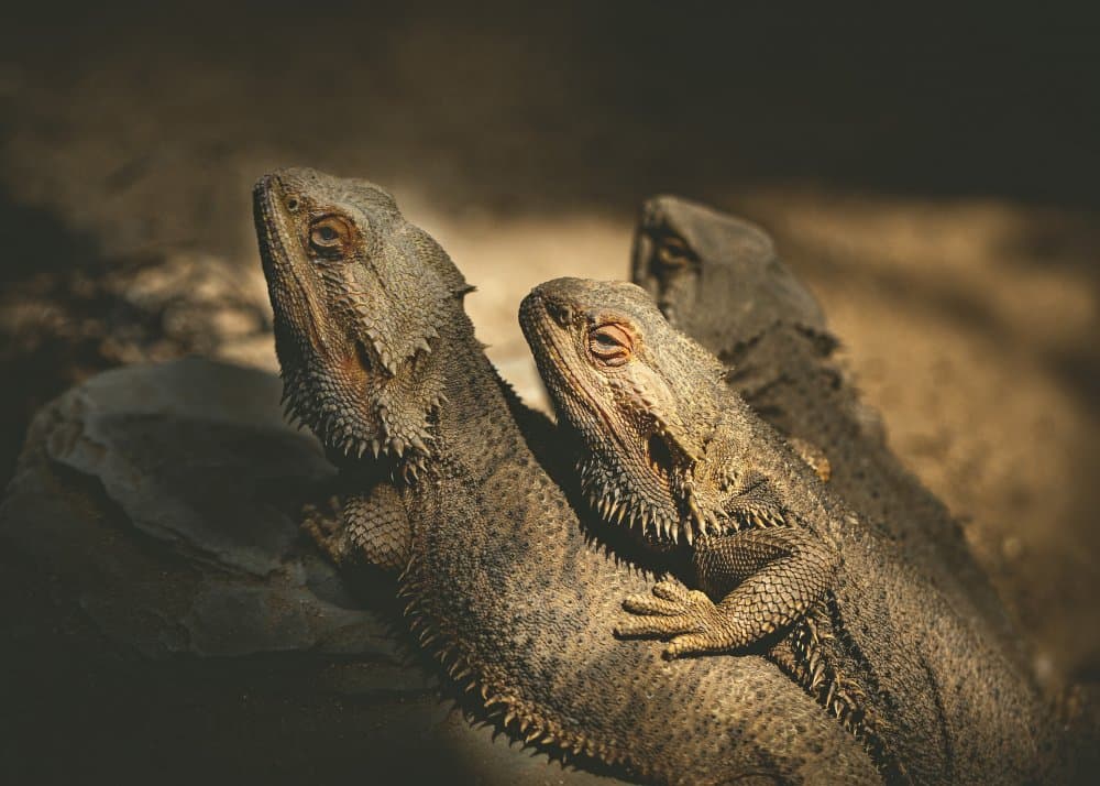 Basking Bearded Dragons by Wicher Bos — canvas wall art