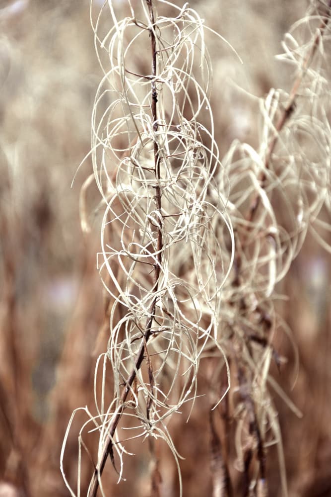 Ethereal Dried Plant by Christina Sillen — canvas wall art