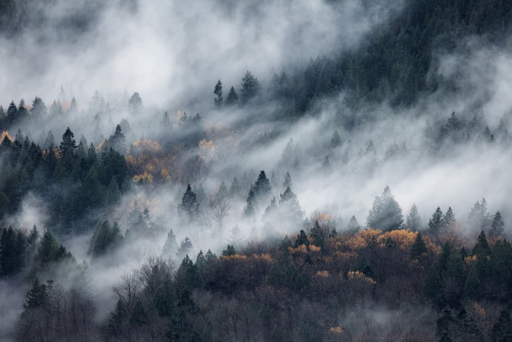 Misty Autumn Forest