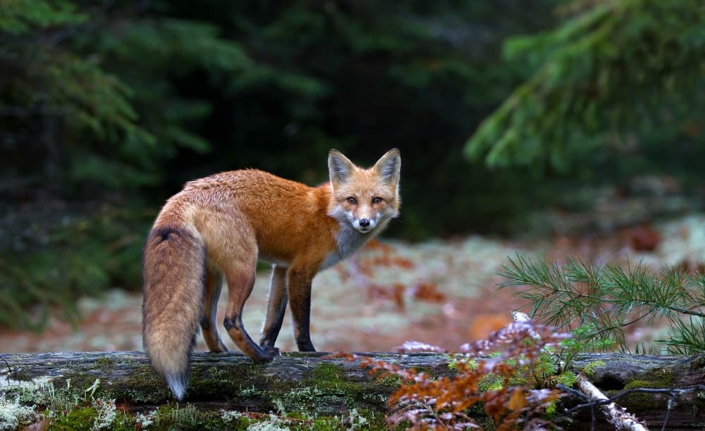 Wild Fox Gaze by Jim Cumming — canvas wall art